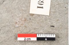 Foto (Detailansicht) von Plantae indet.  (NHMW-GEO-2024-0188-6691)